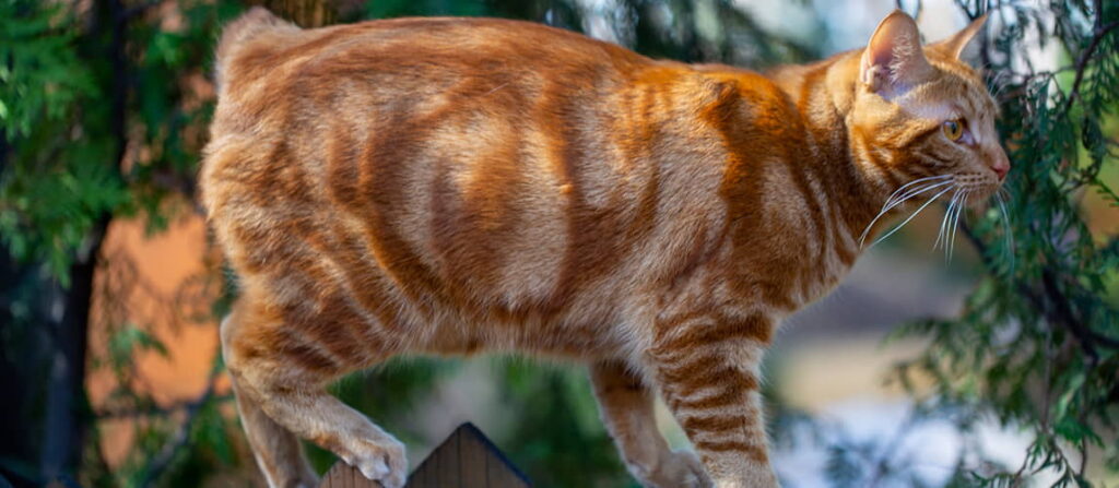 american-bobtail-cat-breed-profile-3
