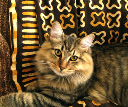 american-bobtail-cat-breed-profile-4
