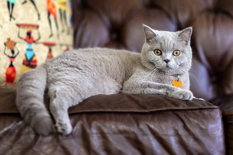 british-shorthair-british-blue-cat-breed-profile-1