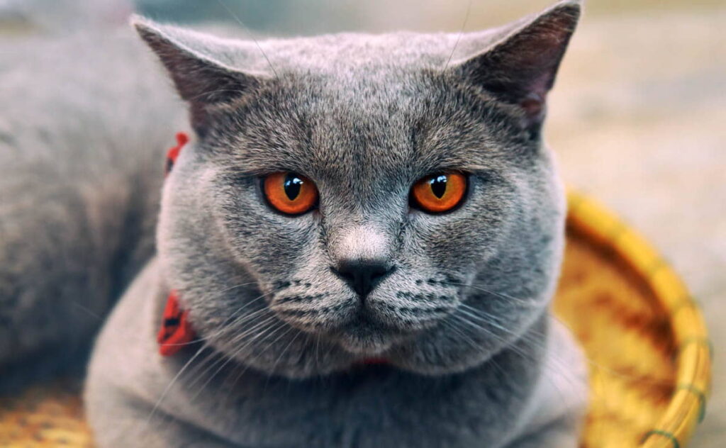 chartreux-cat-breed-profile-1