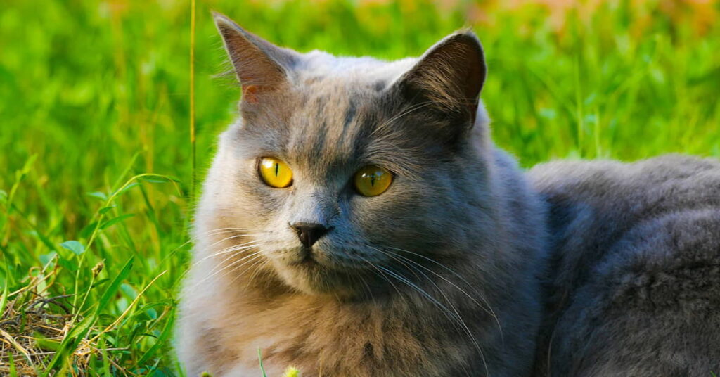 chartreux-cat-breed-profile-2