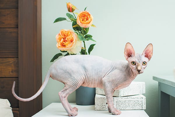 how-to-care-for-a-hairless-cat-2