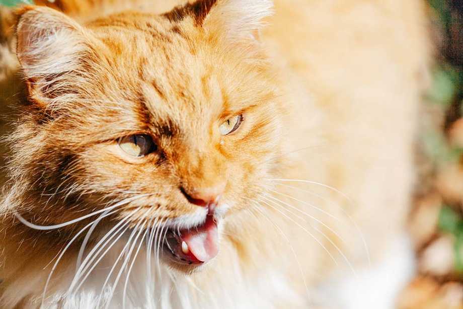 how-to-treat-rapid-breathing-in-cats-1