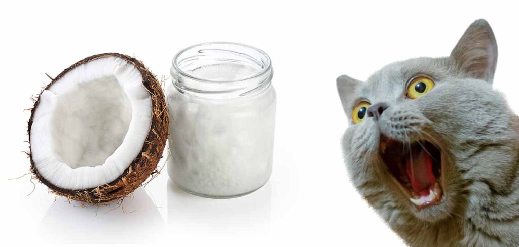 is-coconut-oil-safe-for-cats-2