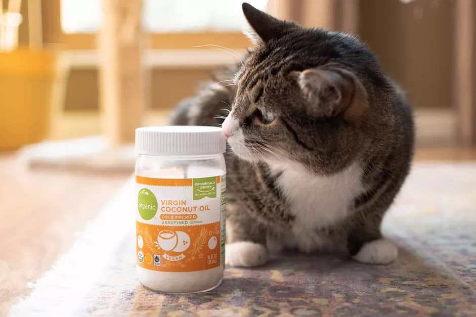 is-coconut-oil-safe-for-cats-5