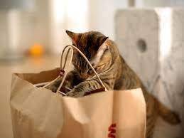 shopping-list-for-your-new-cat