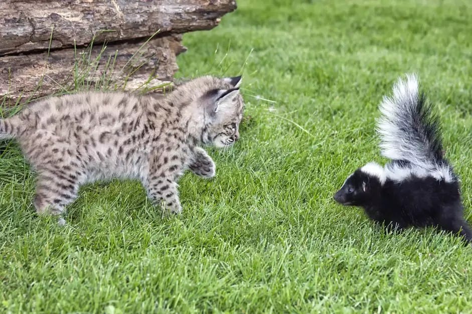 what-to-do-if-your-cat-is-sprayed-by-a-skunks-1