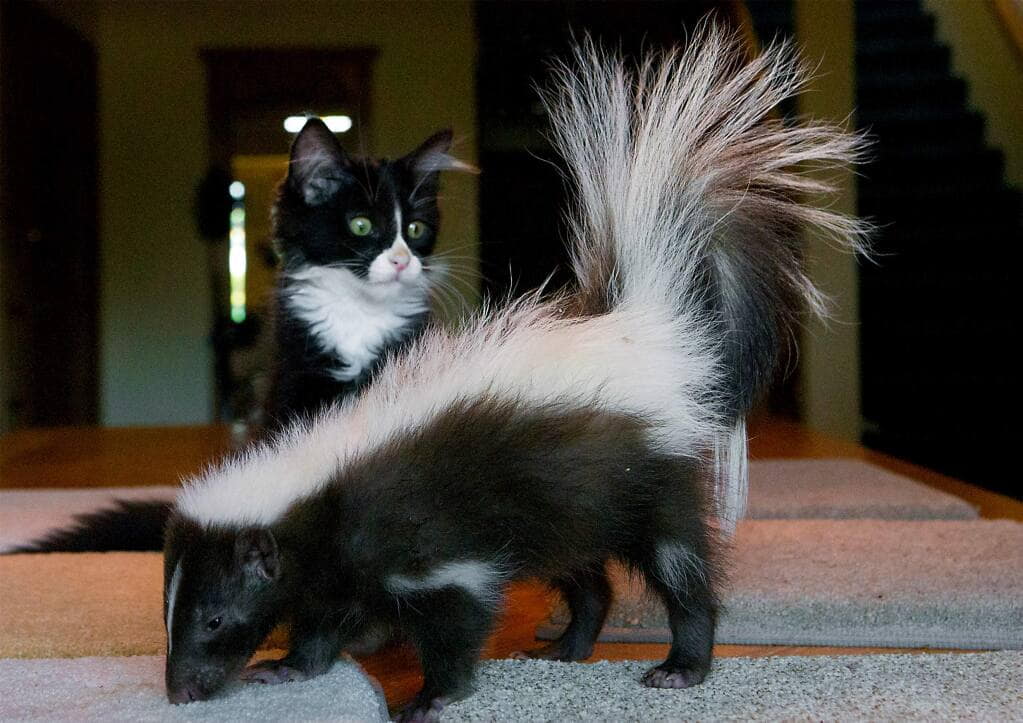 what-to-do-if-your-cat-is-sprayed-by-a-skunks-3