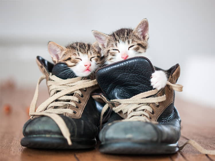 why-do-cats-like-shoes-1