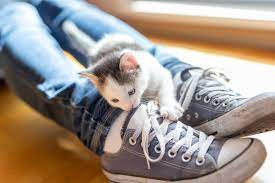 why-do-cats-like-shoes-2