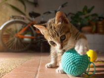 Why Yarn Is Not a Safe for Cats