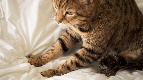 10 Weird Cat Behaviors Explained 10 Weird Cat Behaviors Explained Cat