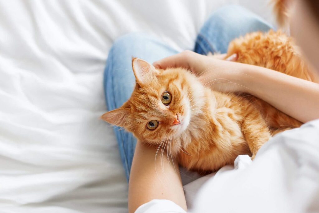 12-most-popular-cat-breeds-for-feline-lovers-1