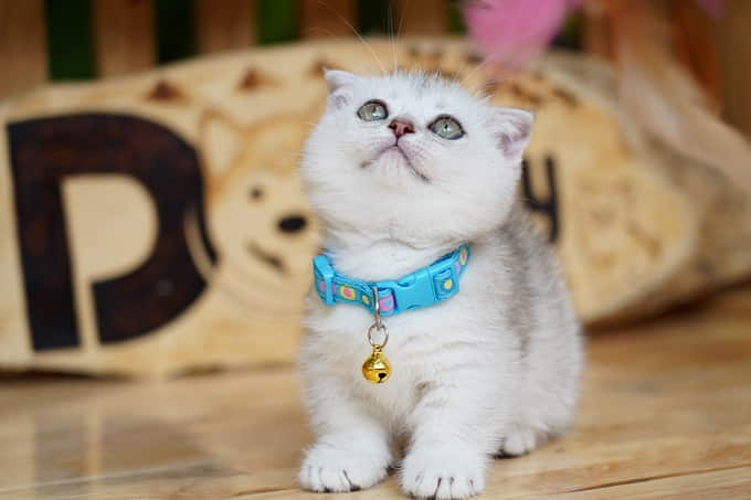 14-cute-cat-breeds-anyone-will-love-1