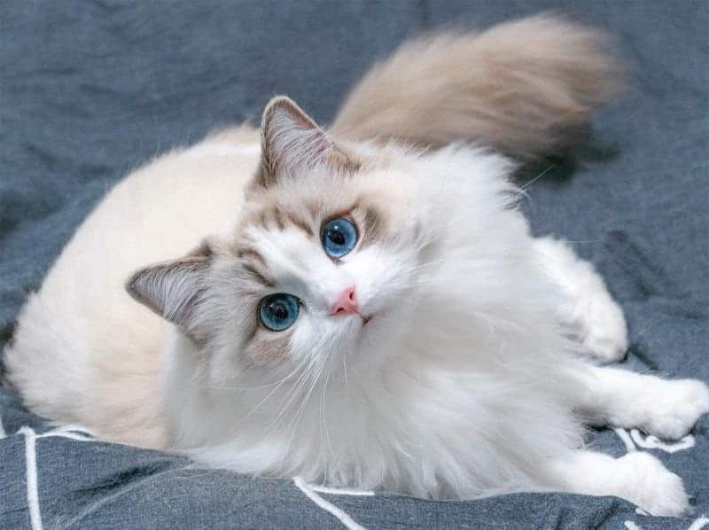14-cute-cat-breeds-anyone-will-love-2