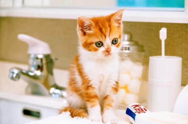 7-reasons-why-cats-love-bathrooms-1