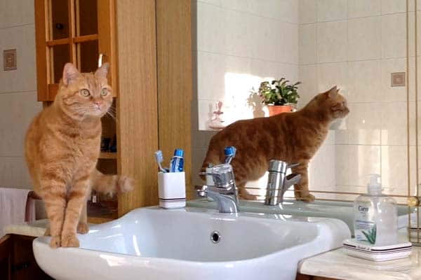 7-reasons-why-cats-love-bathrooms-2