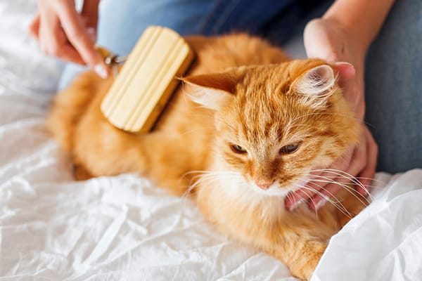 8-things-your-cat-loves-3