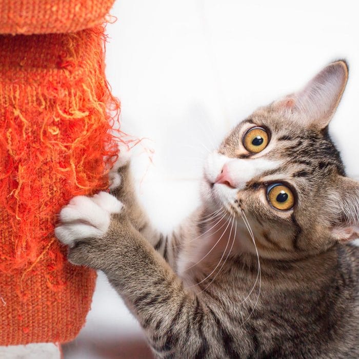 8-things-your-cat-loves