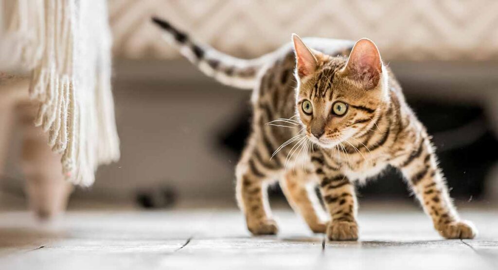all-about-tabby-cats-and-their-color-patterns-2