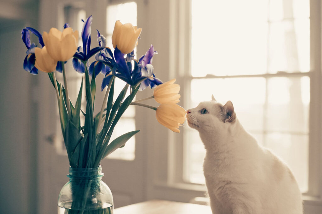 Cat's-Sense-of-Smell