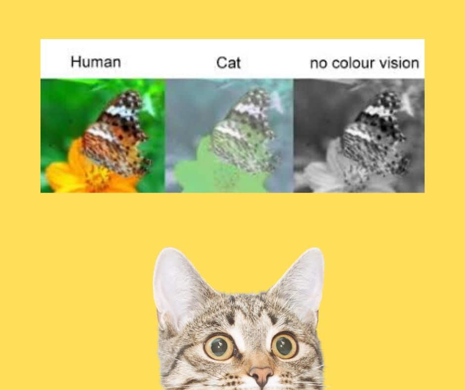 are-cats-color-blind-2