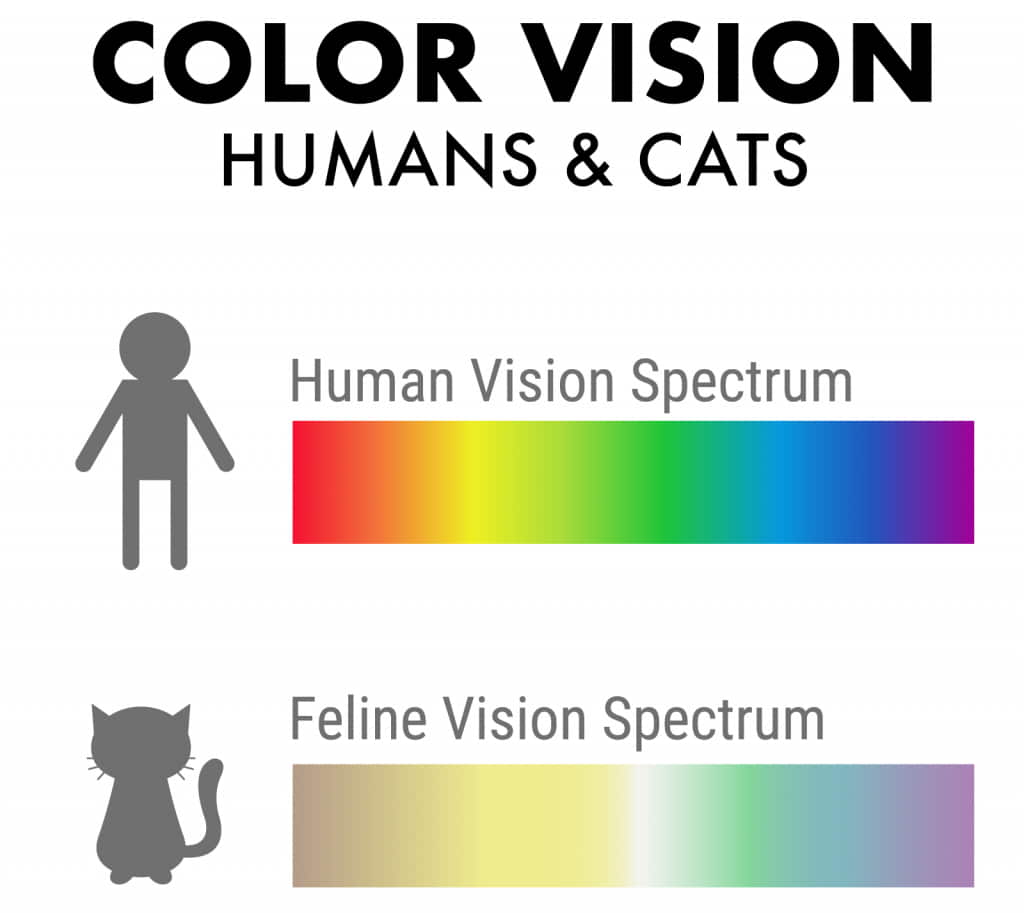 are-cats-color-blind