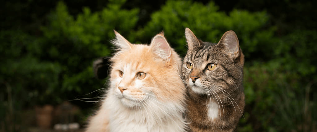 are-cats-still-sexually-active-after-spay-neutering-4