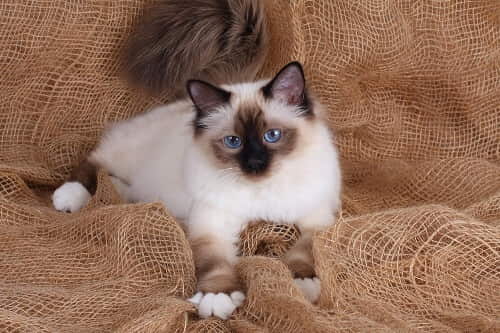 birman-cat-breed-profile-characteristics-care-3