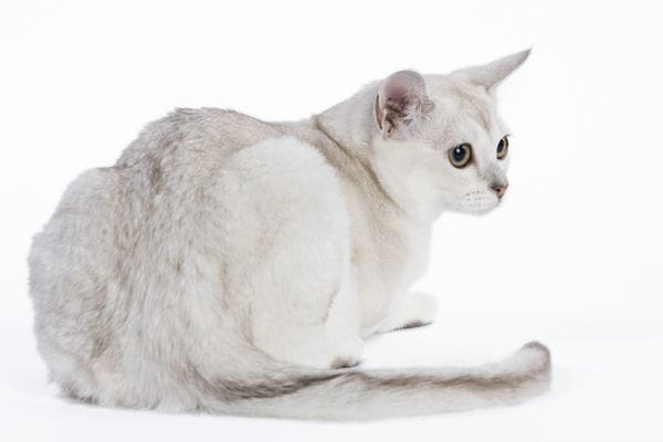 burmilla-cat-breed-profile-3