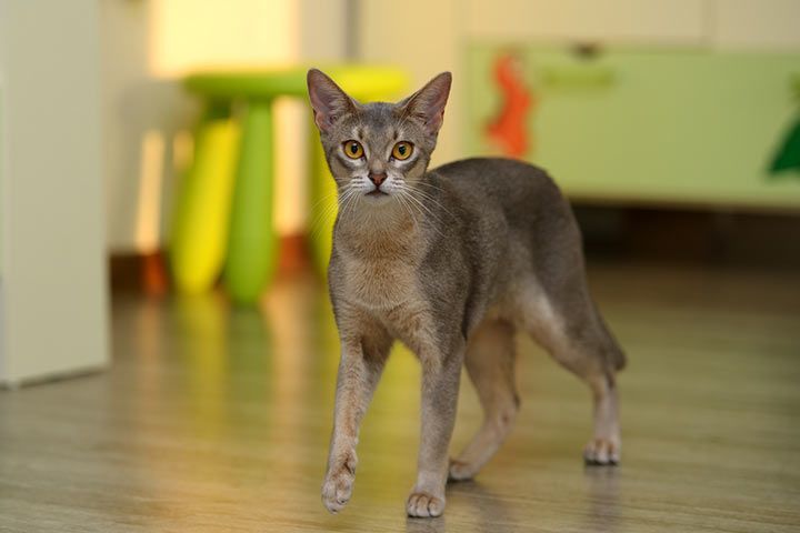 chausie-cat-breed-profile-2