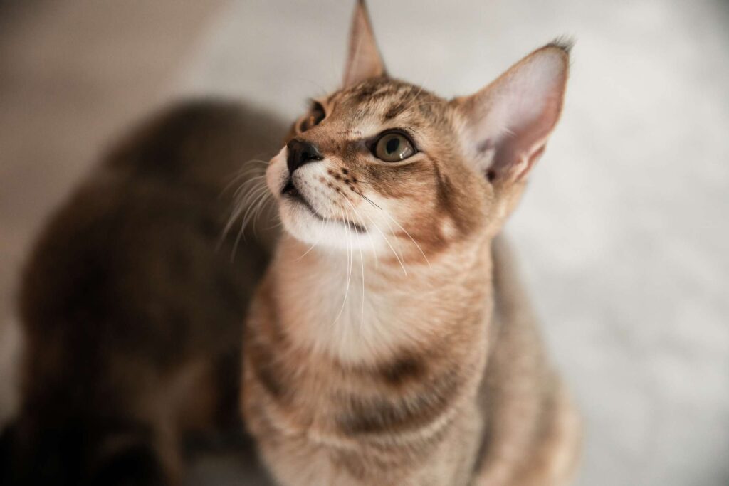 chausie-cat-breed-profile-3