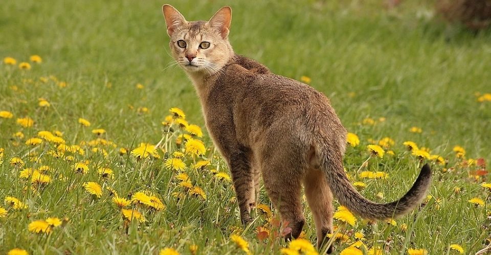 chausie-cat-breed-profile