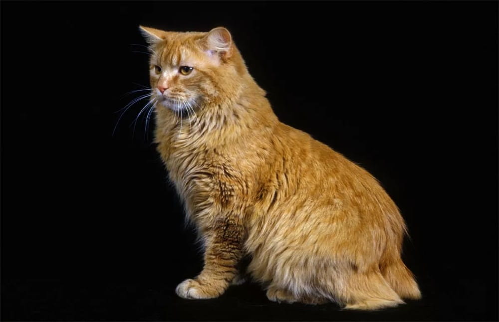 cymric-cat-cat-breed-profile-1