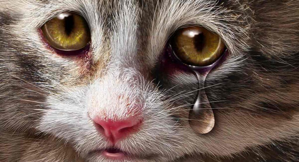 do-cats-cry-when-they-are-sad-or-in-pain-3