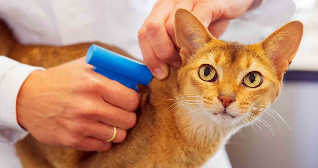 do-microchips-cause-cancer-in-pets-1