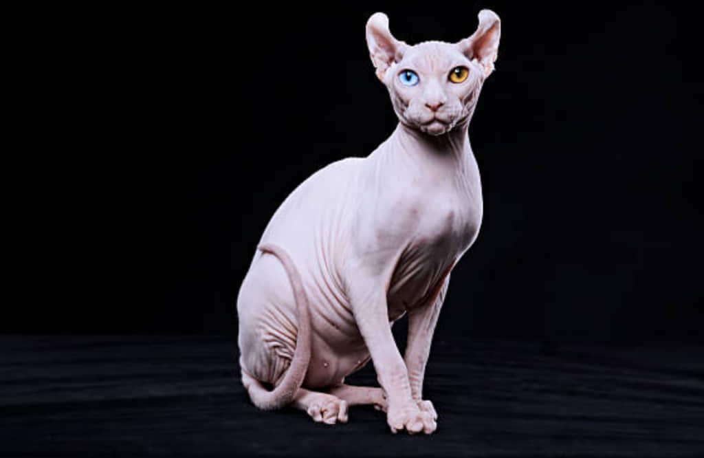 elf-cat-breed-profile-3