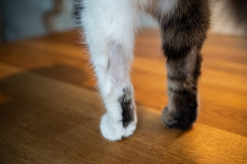 hair-loss-on-hind-legs-in-cats-3