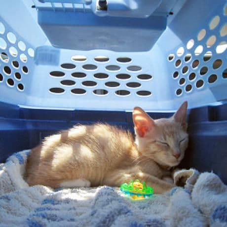 how-to-crate-train-your-cat