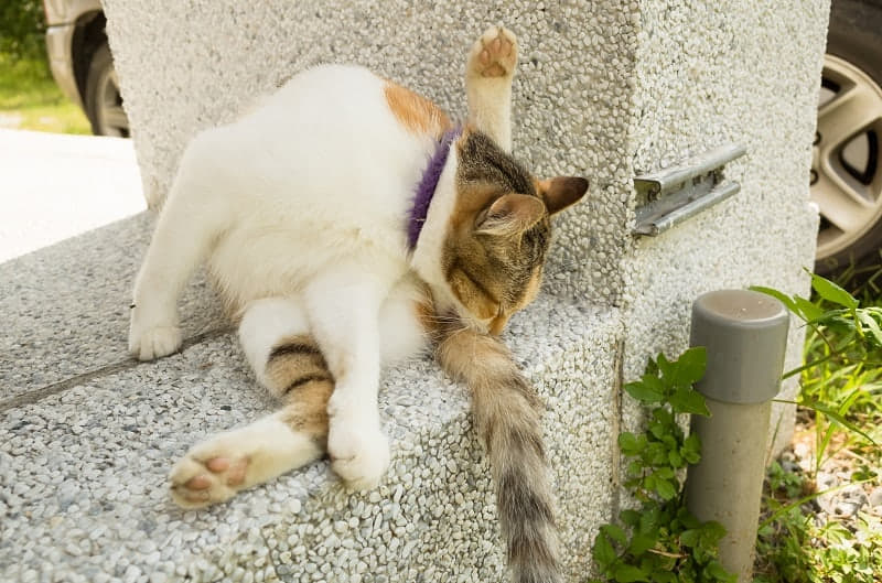 how-to-stop-a-cat-from-attacking-its-tail