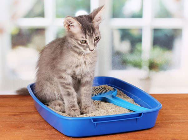 how-to-stop-cats-from-using-a-sandbox-as-a-litter-box-3