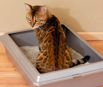 how-to-stop-cats-from-using-a-sandbox-as-a-litter-box-5