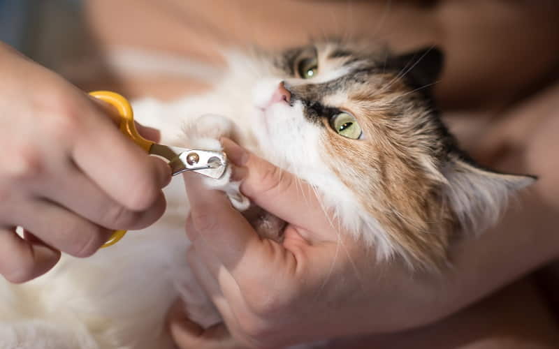 how-to-trim-your-cats-nails-1