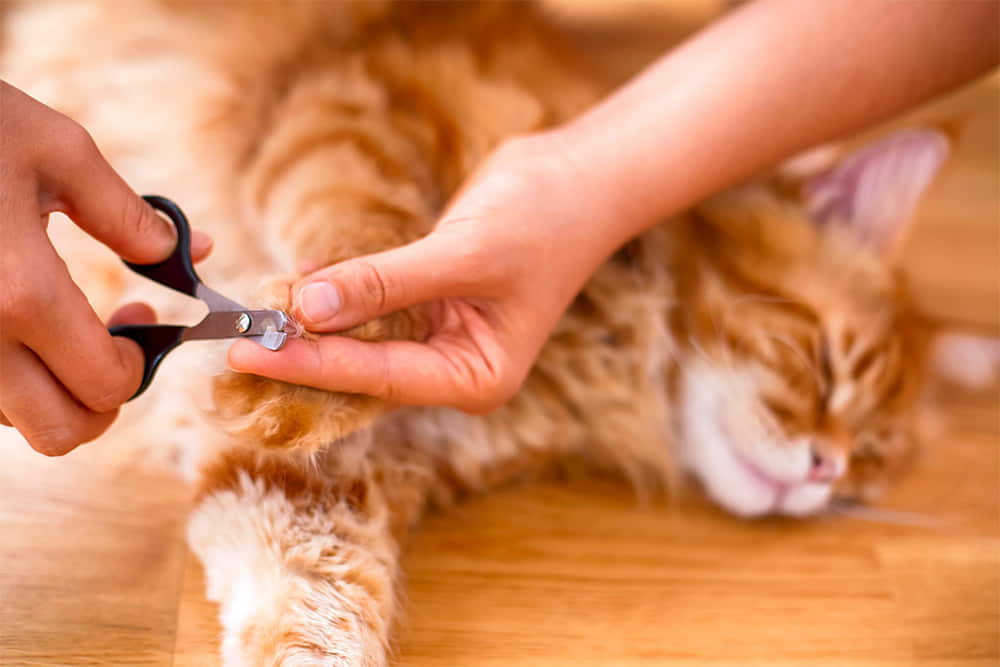 how-to-trim-your-cats-nails-2