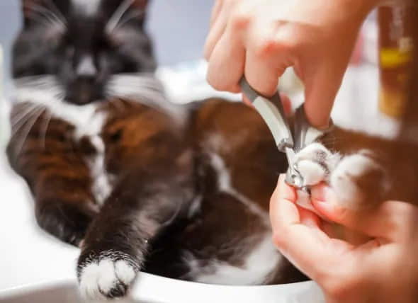 how-to-trim-your-cats-nails-3