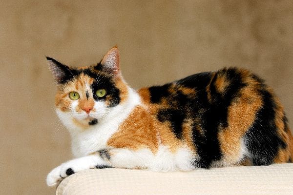 is-your-cat-a-pure-breed-6
