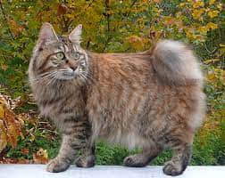 kurilian-bobtail-cat-breed-profile-2