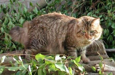 kurilian-bobtail-cat-breed-profile-3