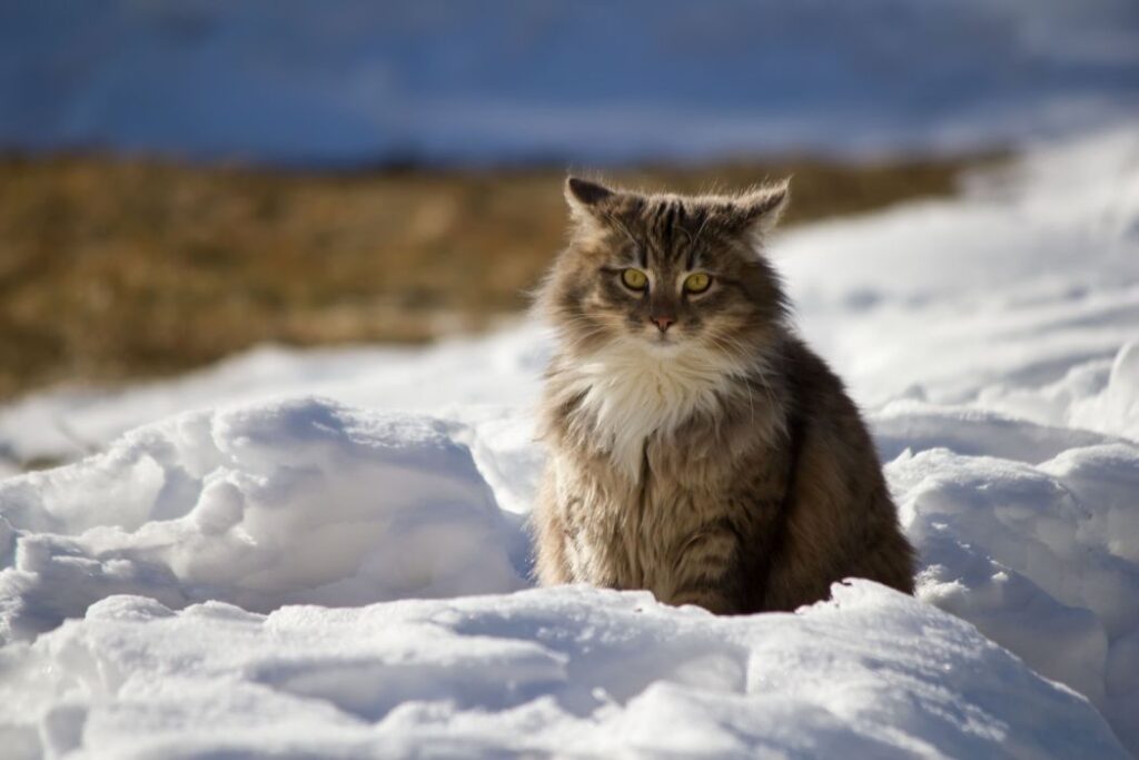 maine-coon-cat-breed-profile-characteristics-care-2