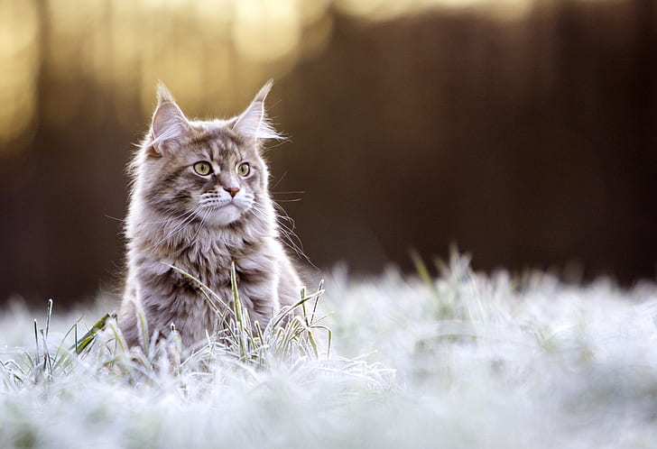 maine-coon-cat-breed-profile-characteristics-care